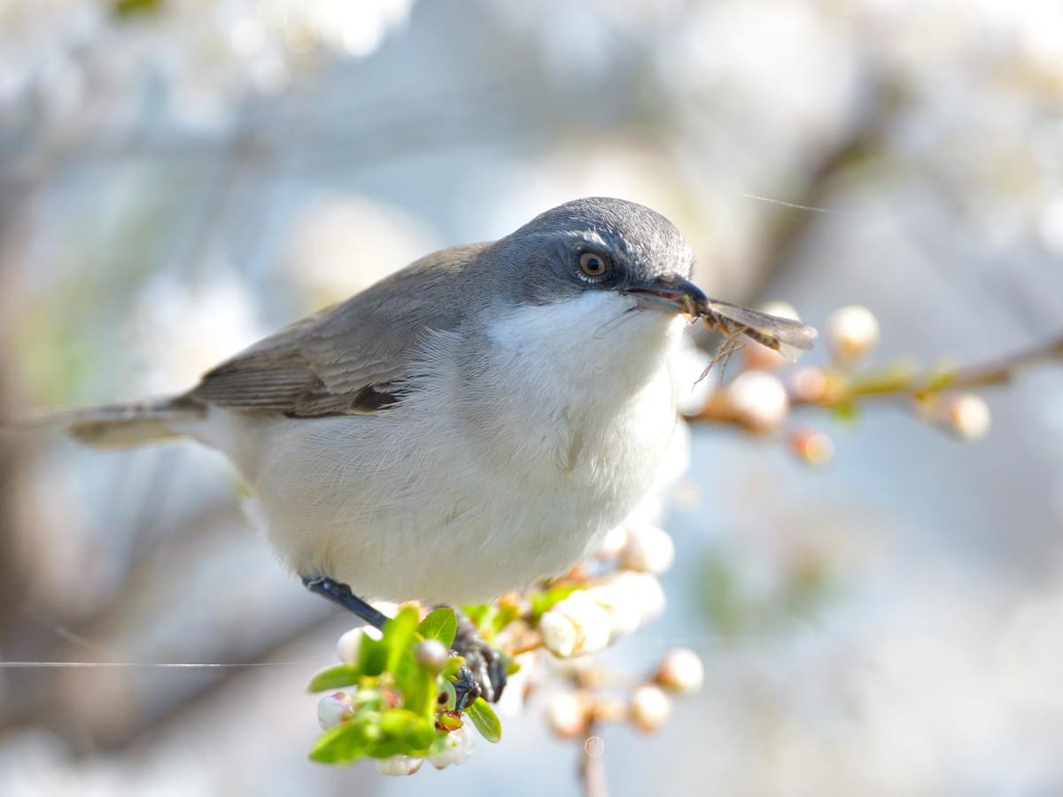 Lesser Whitethroat feeding on an insect