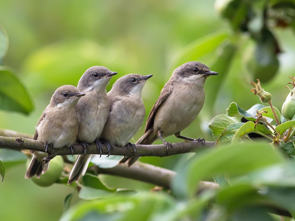 Adult Lesser Whitethroat sitting on a branch with three nestlings