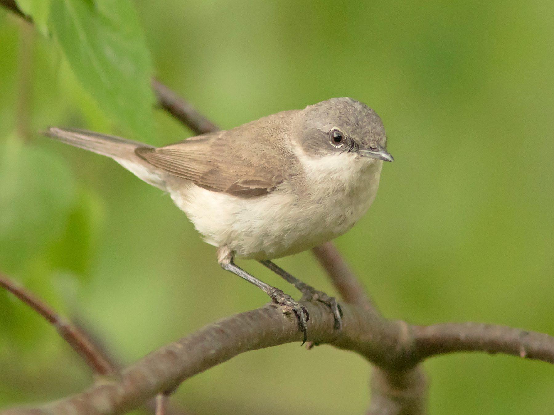 Lesser Whitethroat
