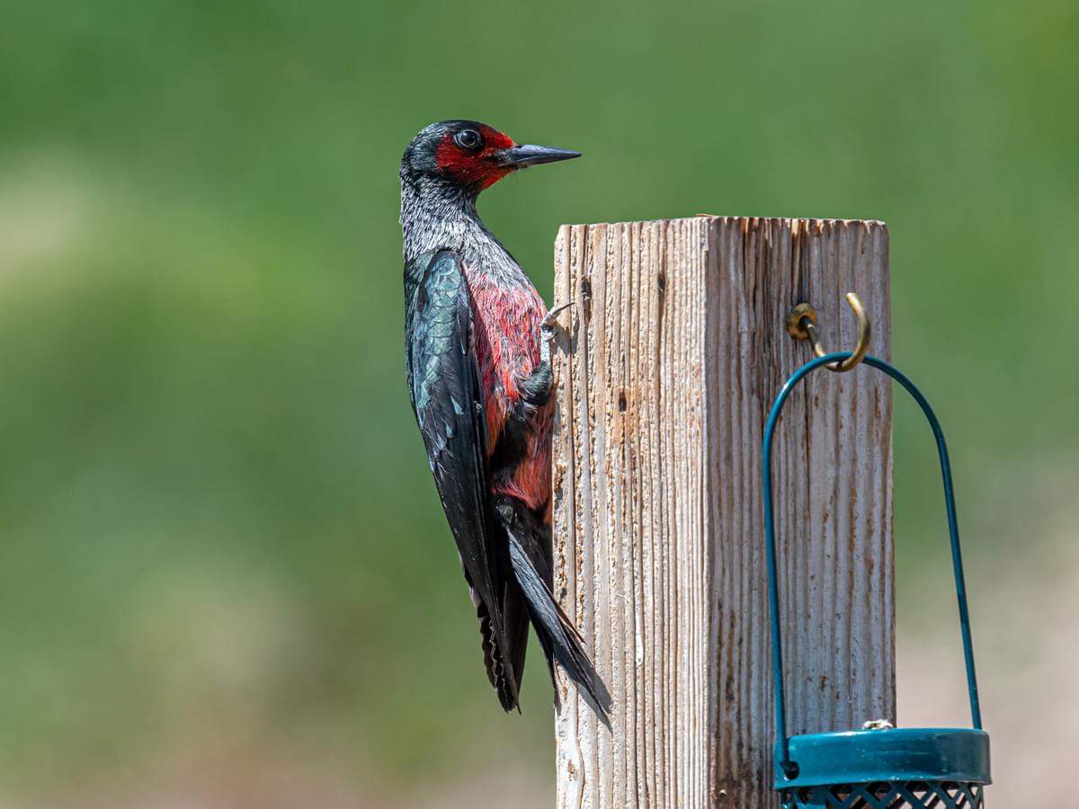Lewis’s woodpecker perched on a post next to a garden feeder