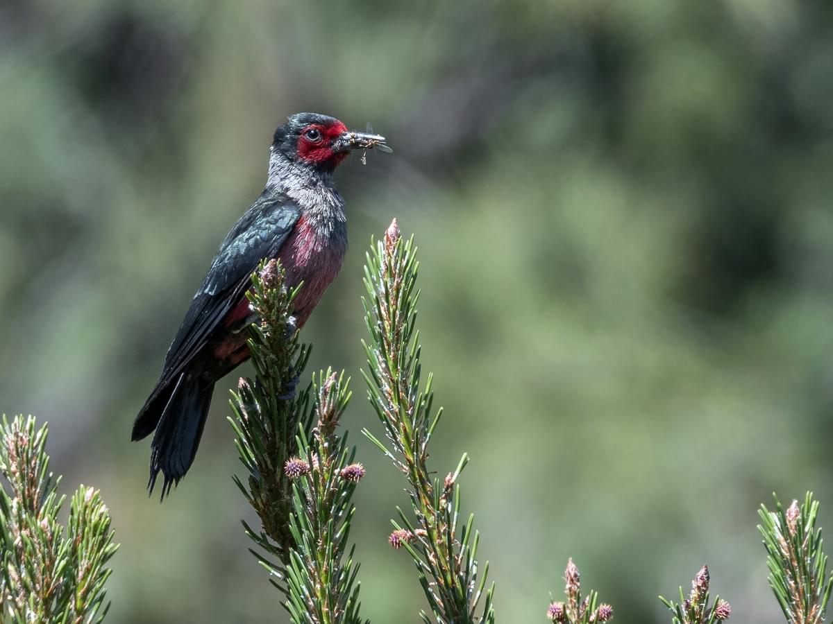 Lewis’s woodpecker in natural pine tree habitat