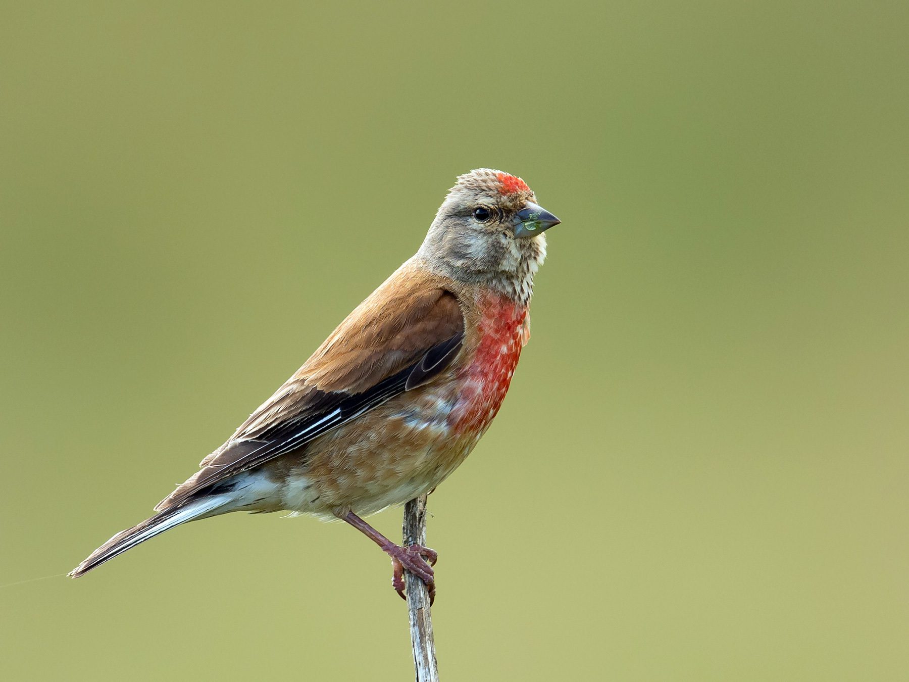 Linnet