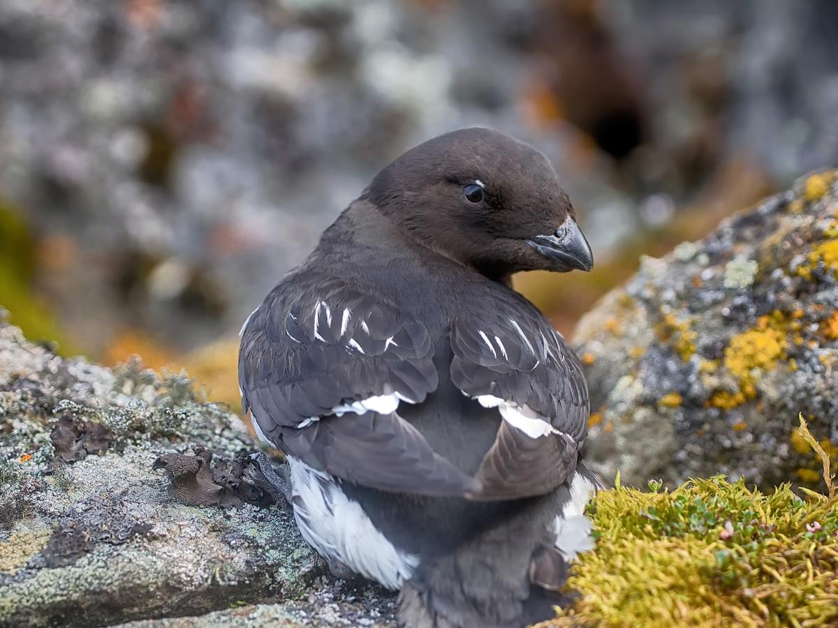 Little Auk in colony