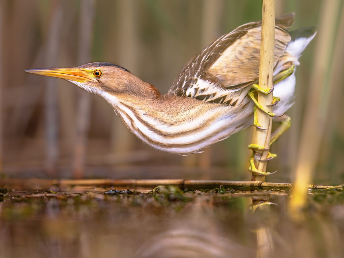 Little Bittern Bird Facts (Ixobrychus minutus) | Birdfact
