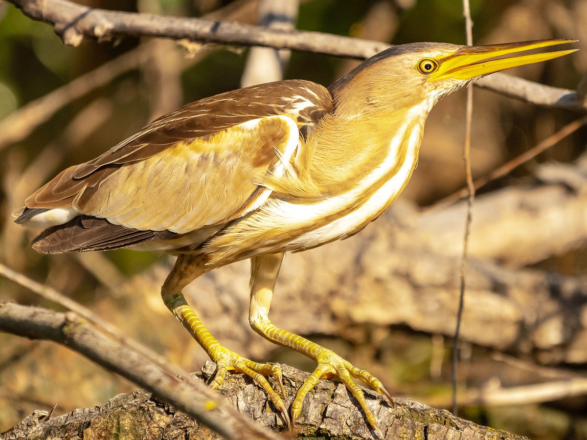 Little Bittern Bird Facts (Ixobrychus minutus) | Birdfact