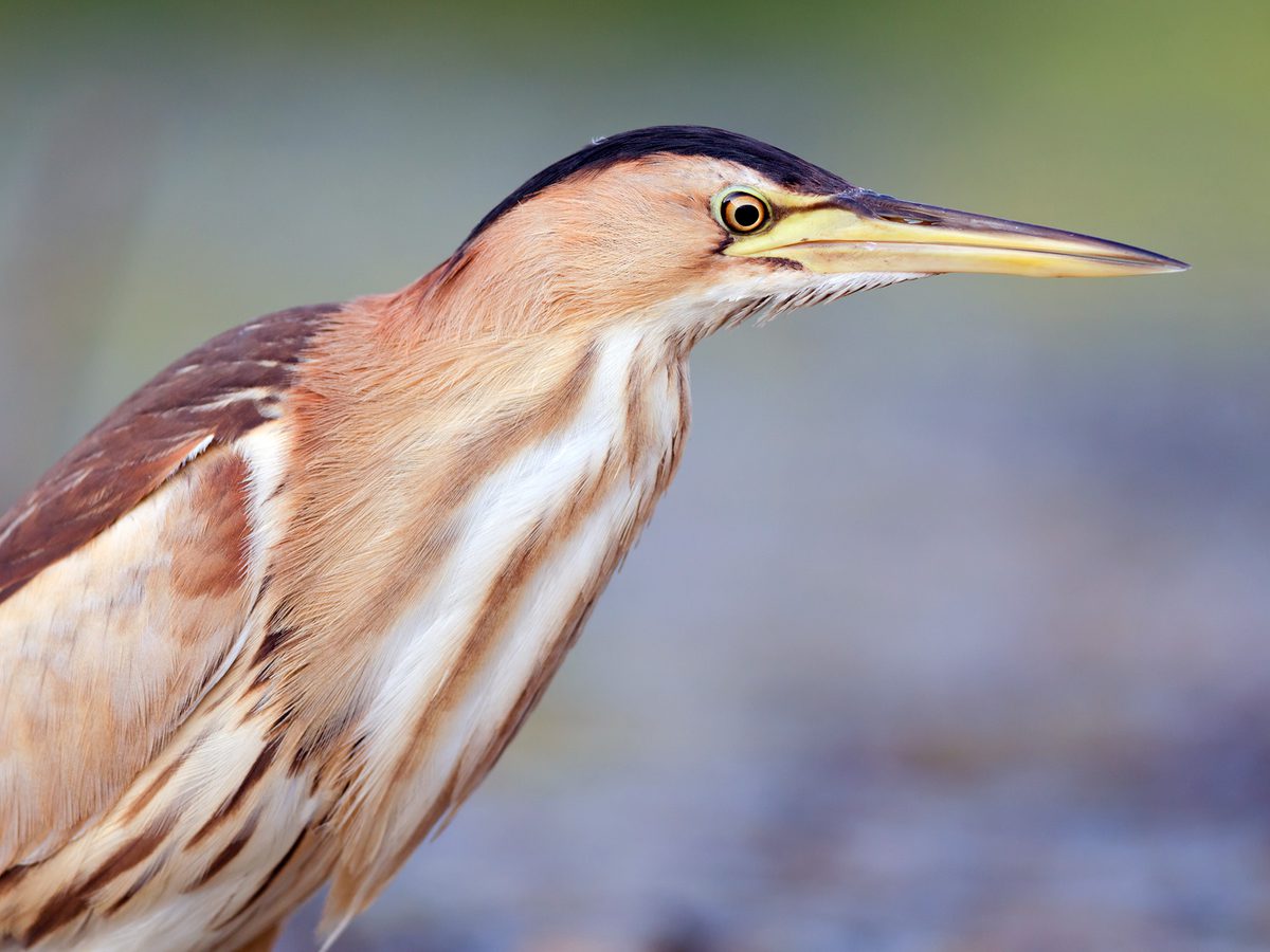 Little Bittern Bird Facts (Ixobrychus minutus) | Birdfact