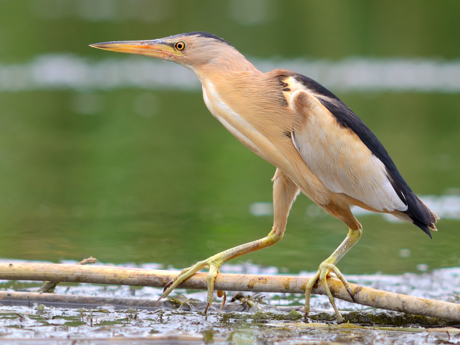 Little Bittern