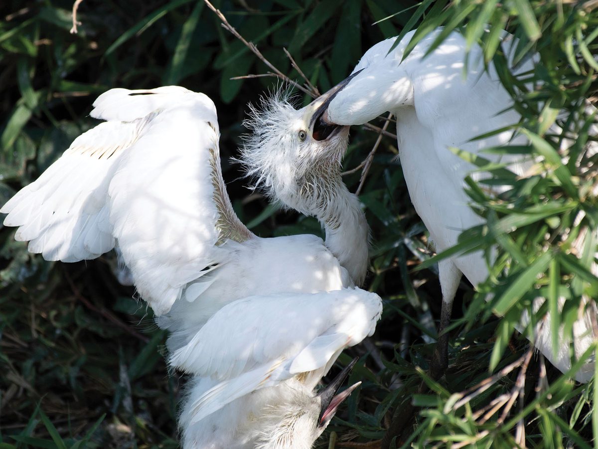 Little Egret Bird Facts (Egretta garzetta) | Birdfact