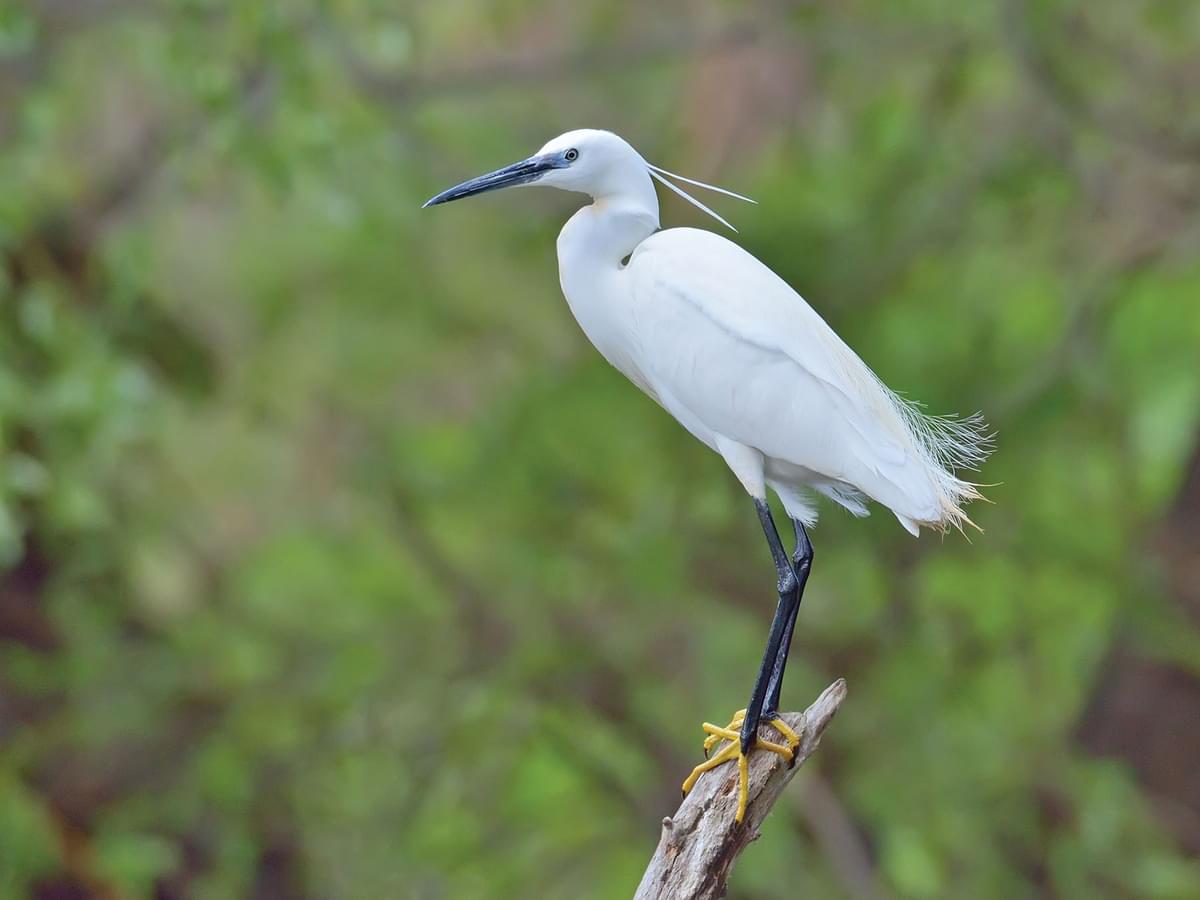 Little Egret perched on a tree