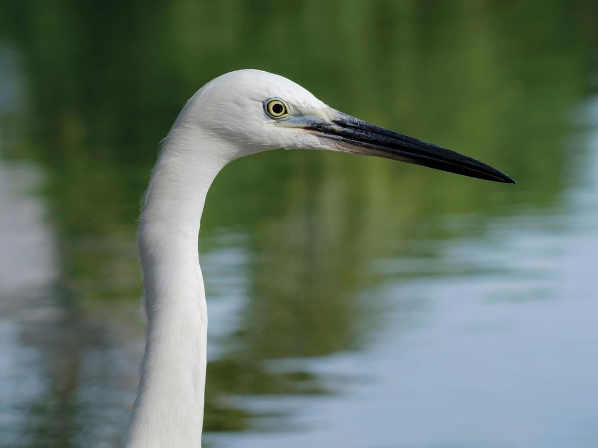 Close up portrait of a Little Egret