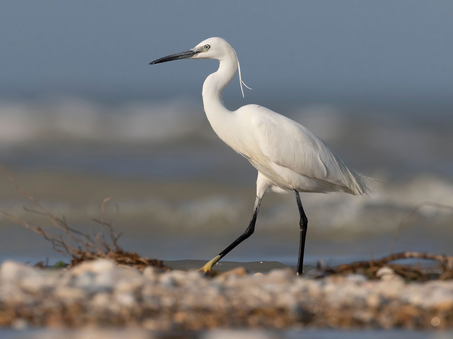 Little Egret