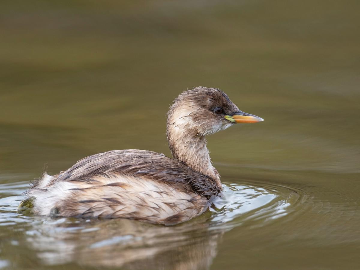 Little Grebe also known as a dabchick