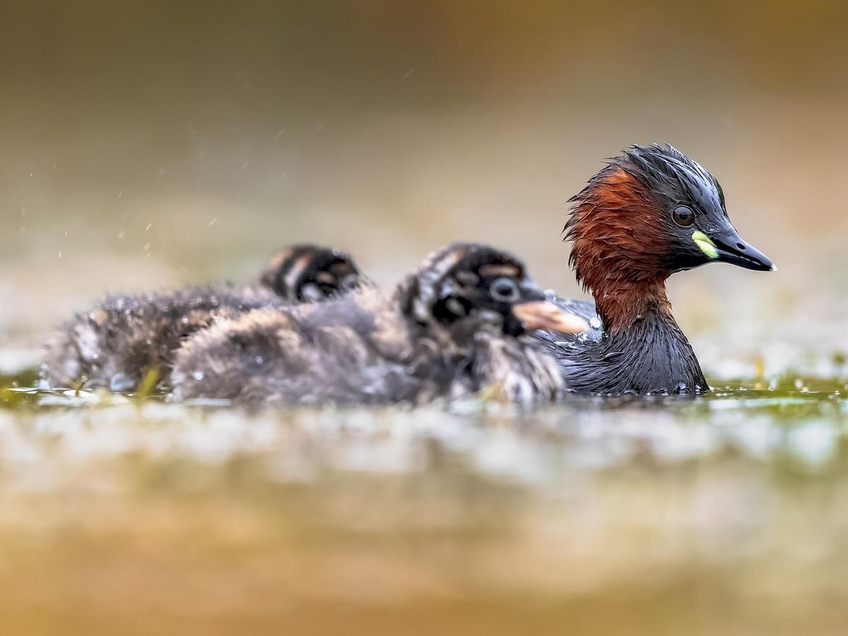 Little Grebe swimming with chicks