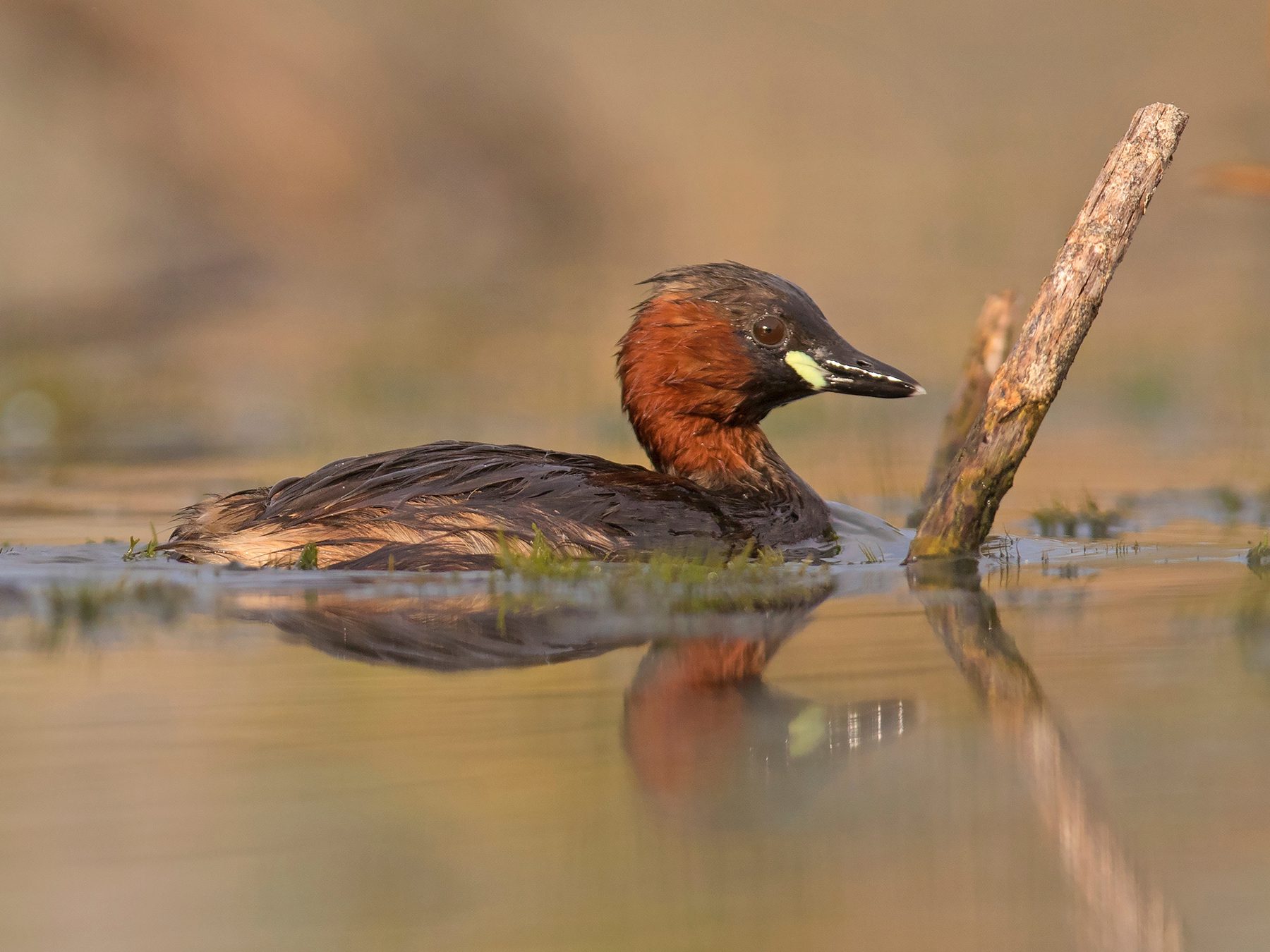 Little Grebe