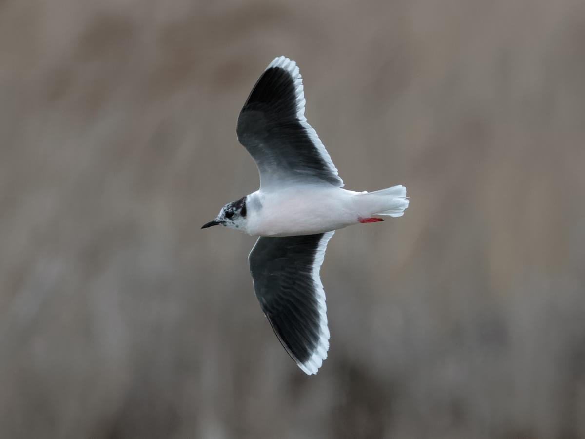 Little Gull, non-breeding, in flight
