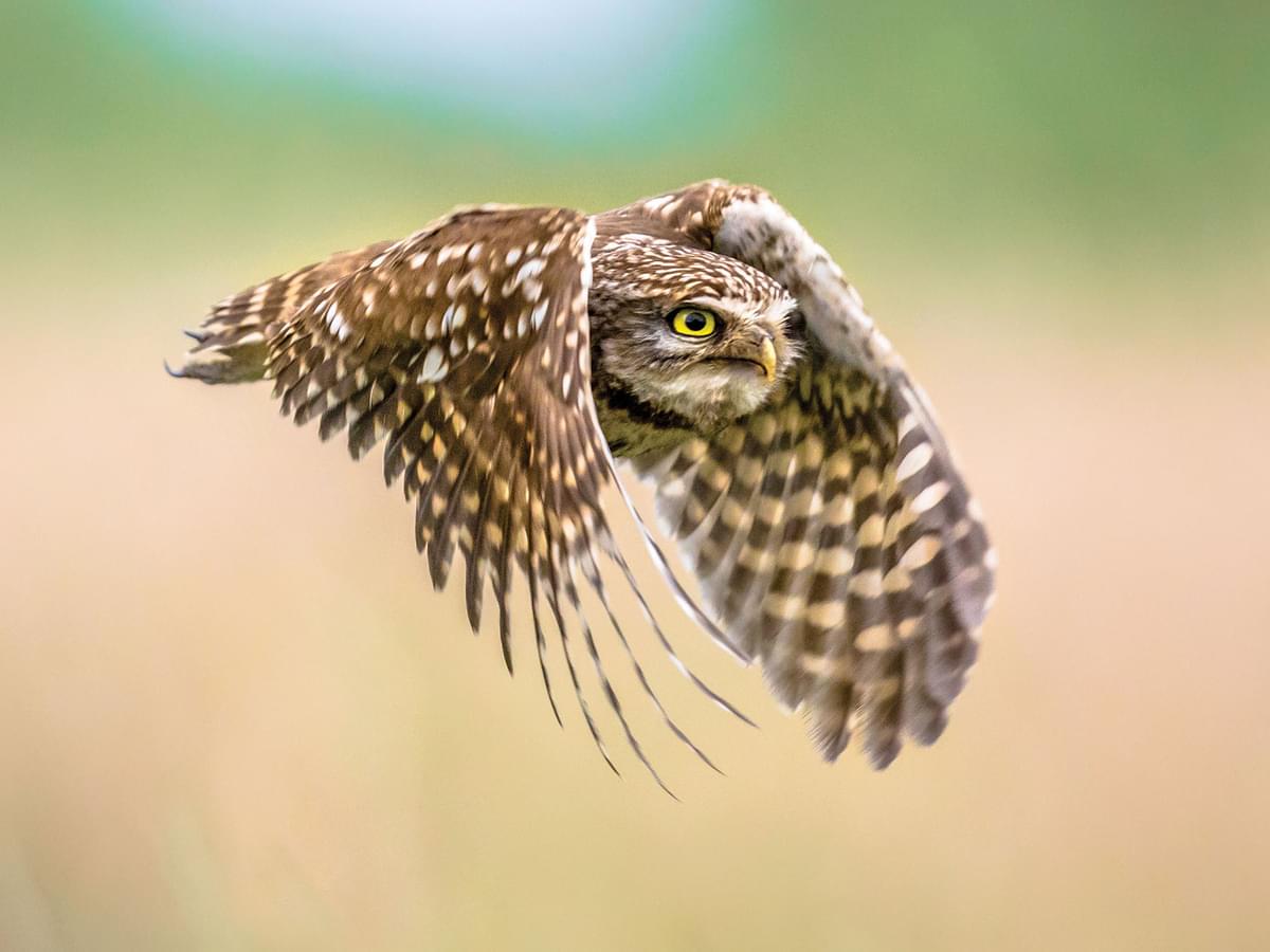 Close up of a Little Owl in flight