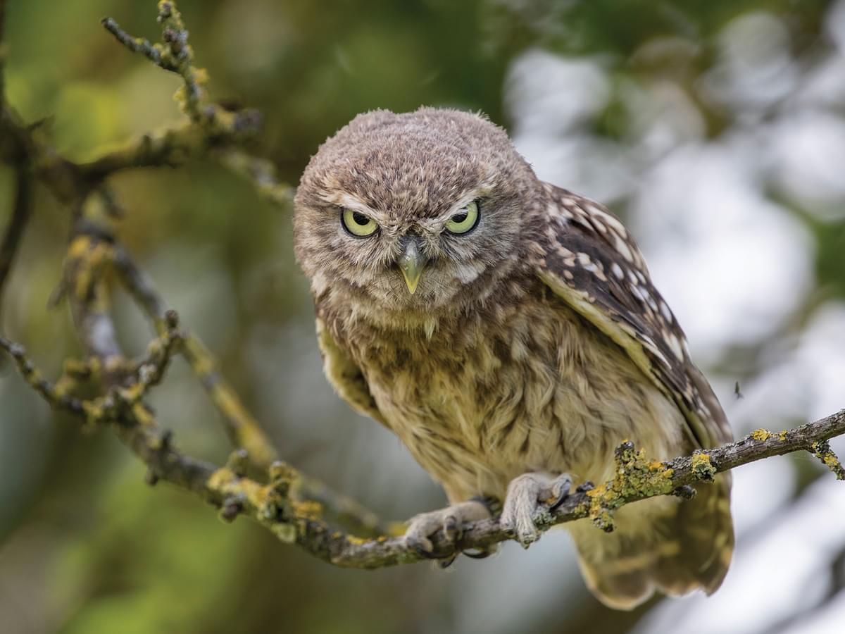 Little Owl looking down from a tree branch