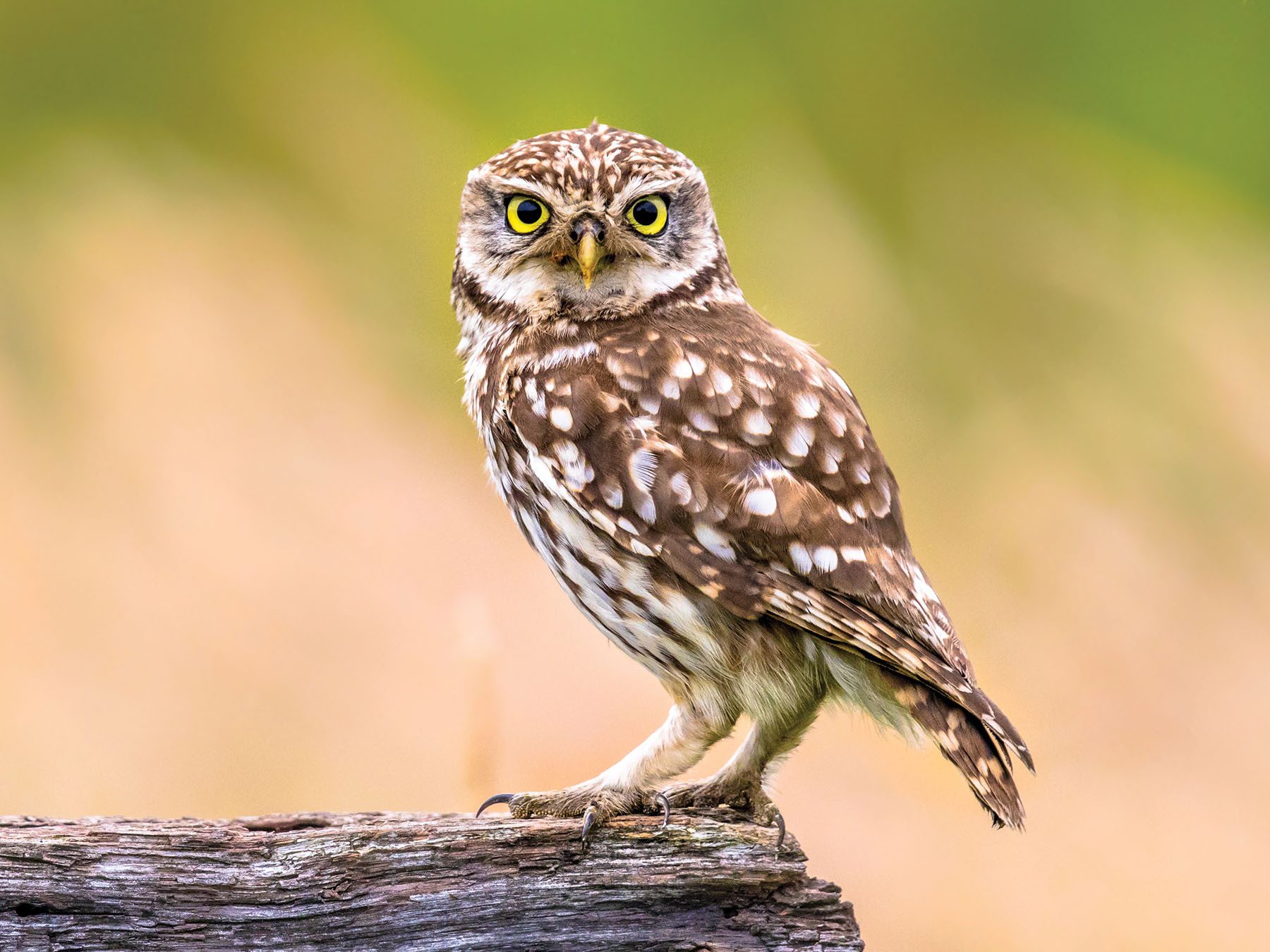 Little Owl