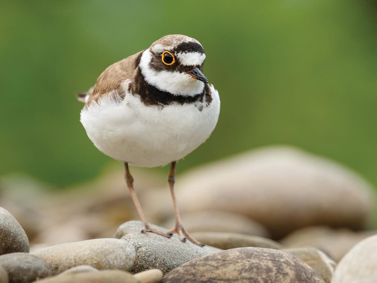 Close up of a Little Ringed Plover