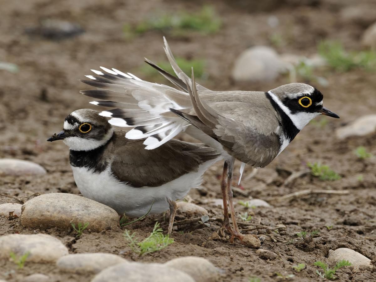 Little Ringed Plover pair displaying during courtship
