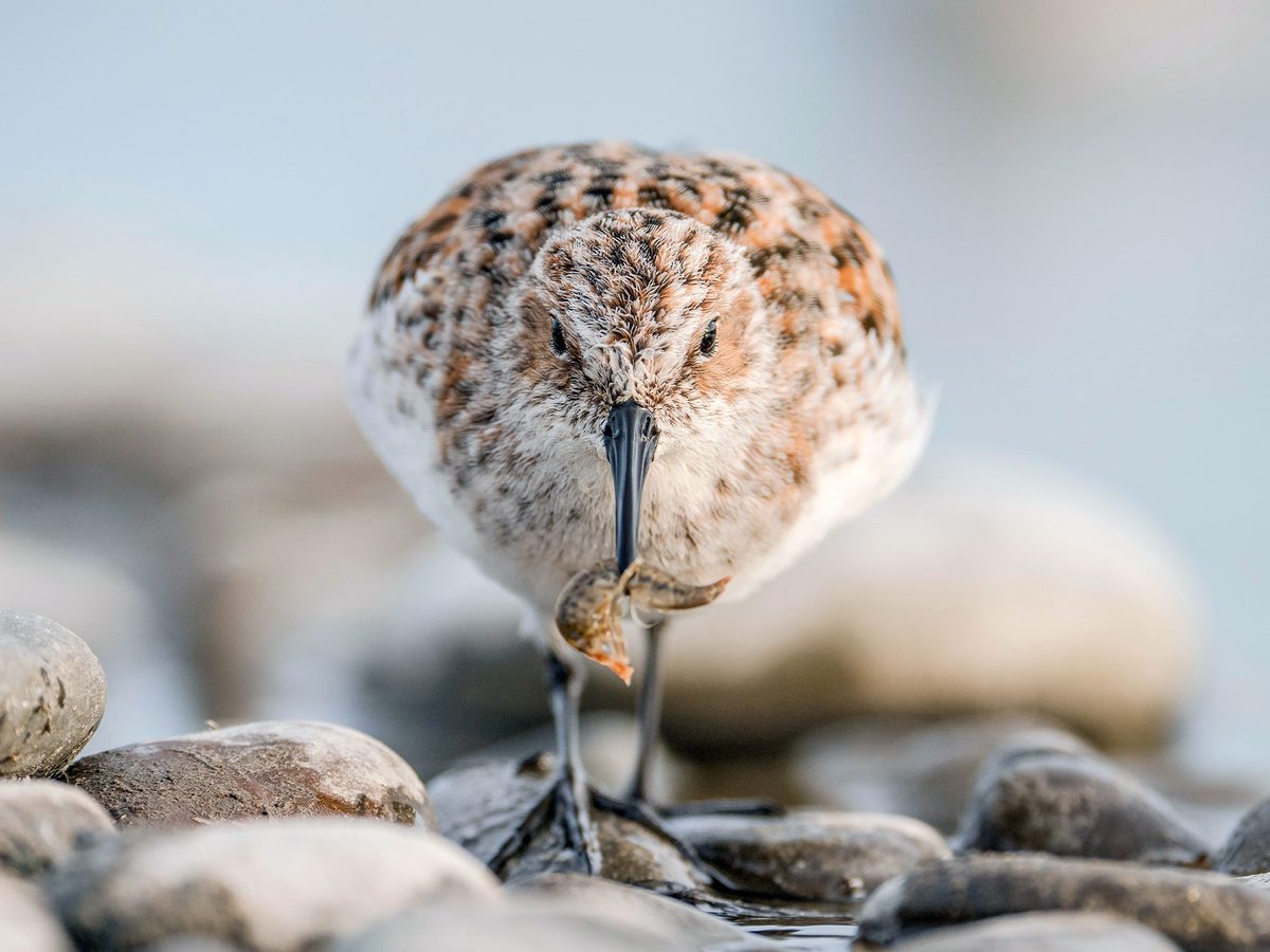 Little Stint Bird Facts (Calidris minuta) | Birdfact