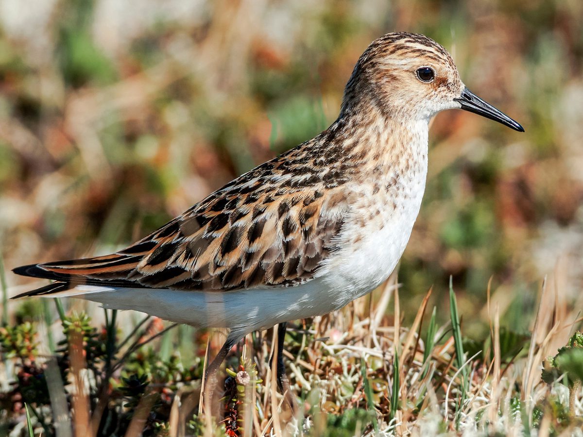 Little Stint Bird Facts (Calidris minuta) | Birdfact