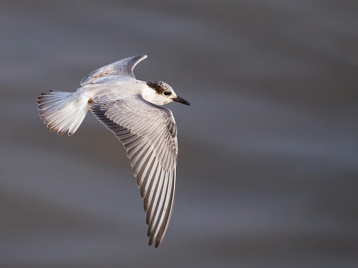 Non-breeding Little Tern in-flight