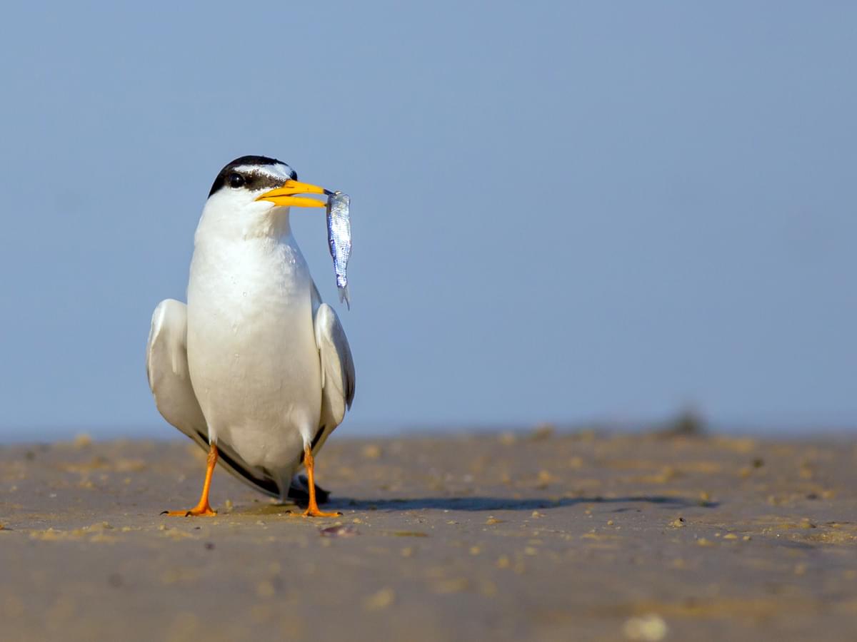 Little Tern on the sand with a fish in its beak