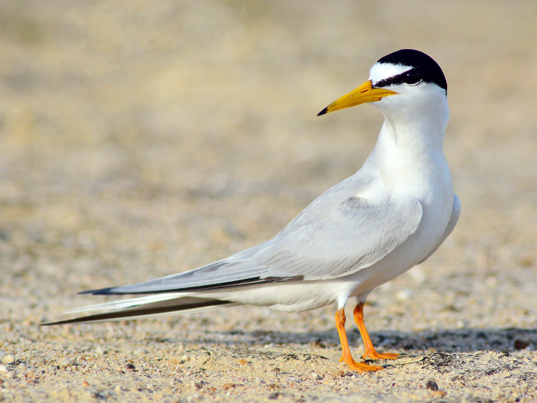 Little Tern