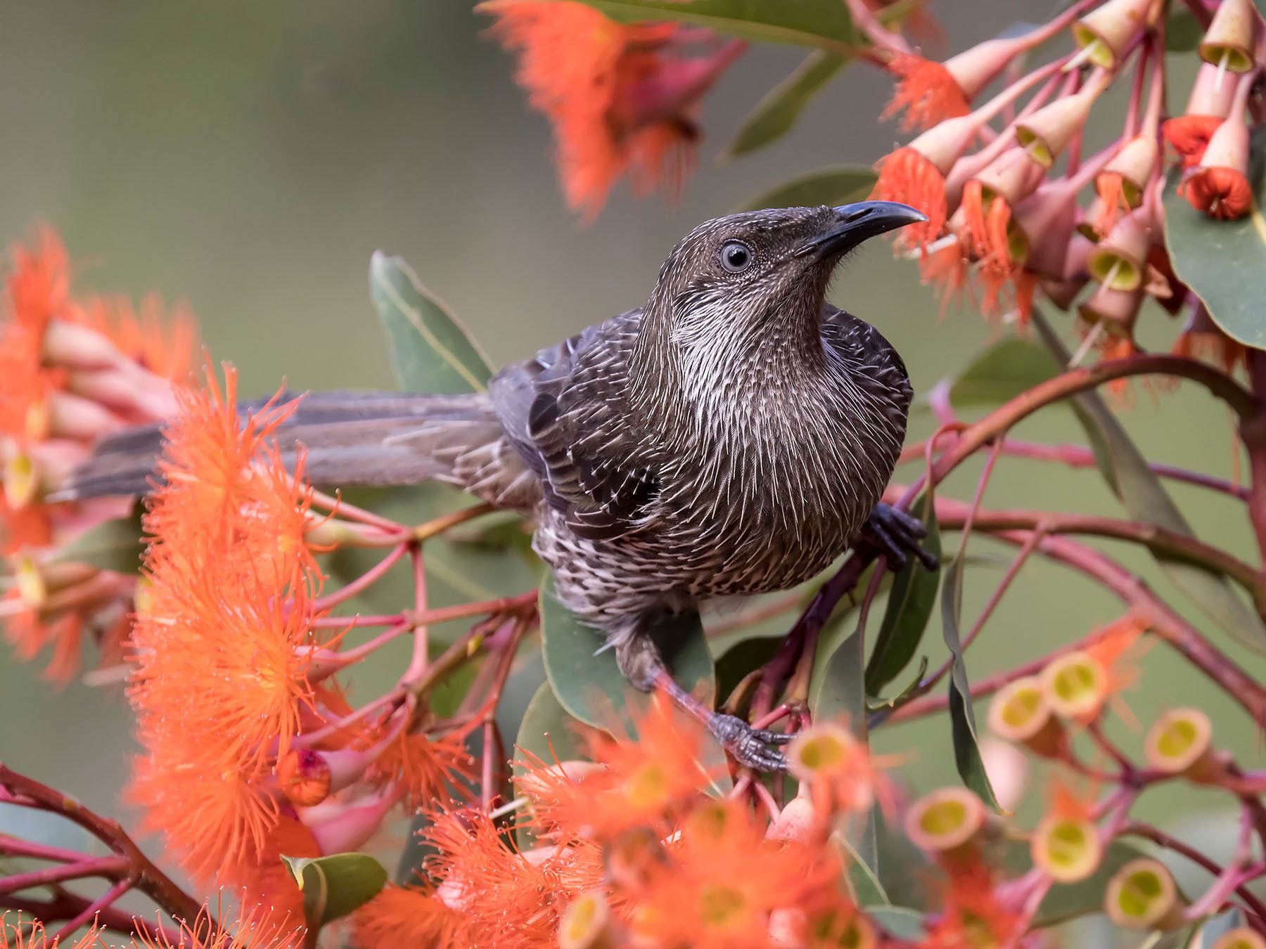 Little Wattlebird