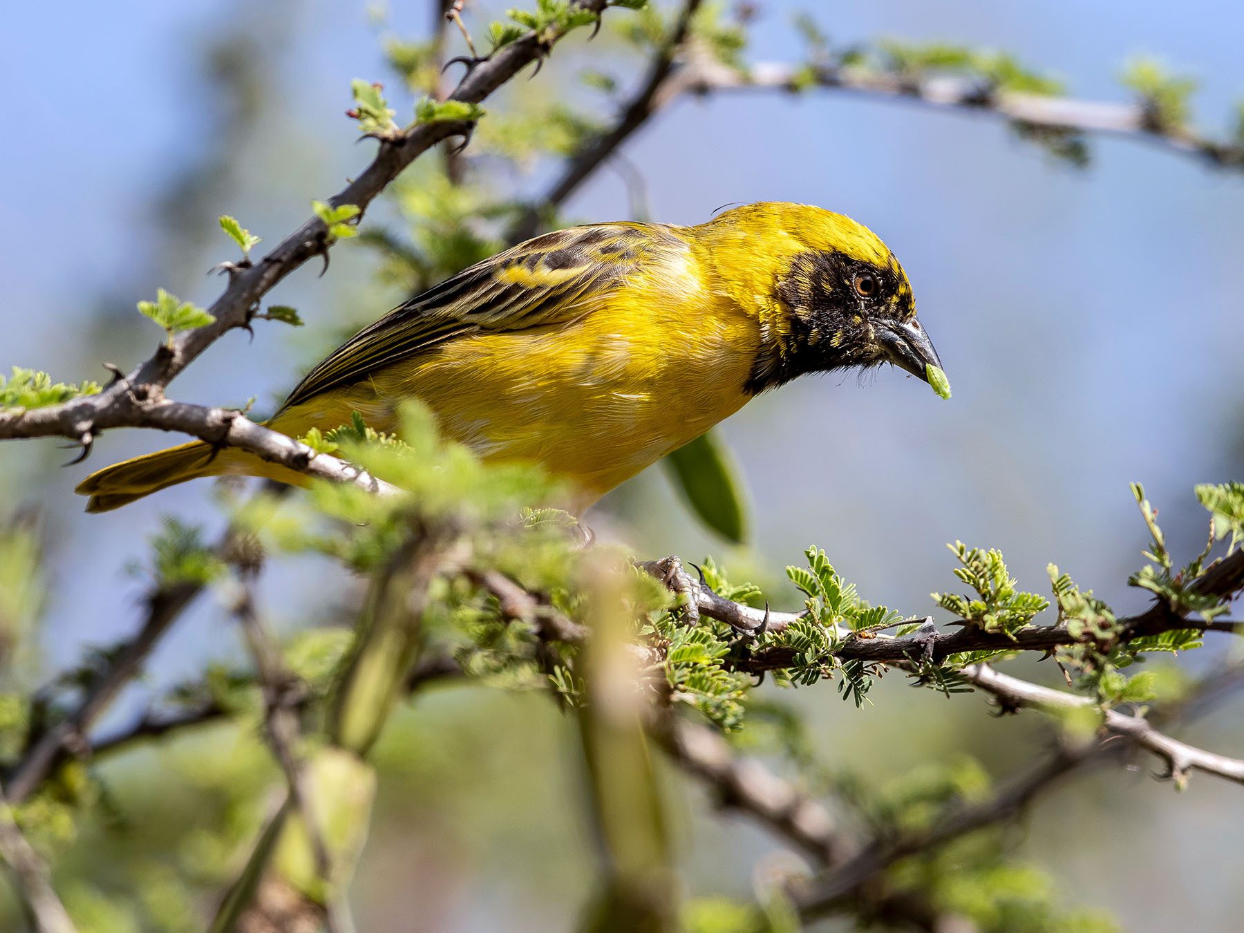 Little Weaver