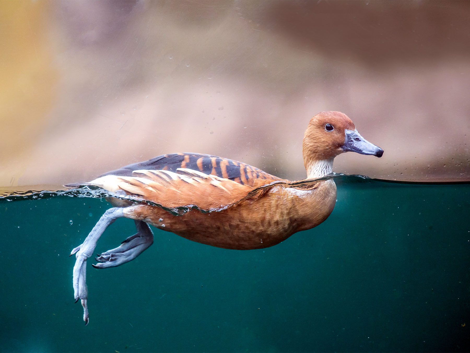 Locomotion: Walking, Hopping, and Swimming