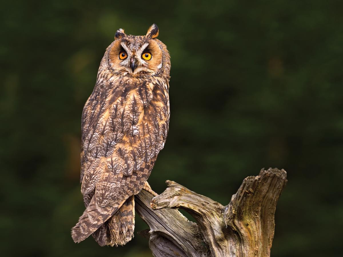 Long-eared Owl perched in the forest