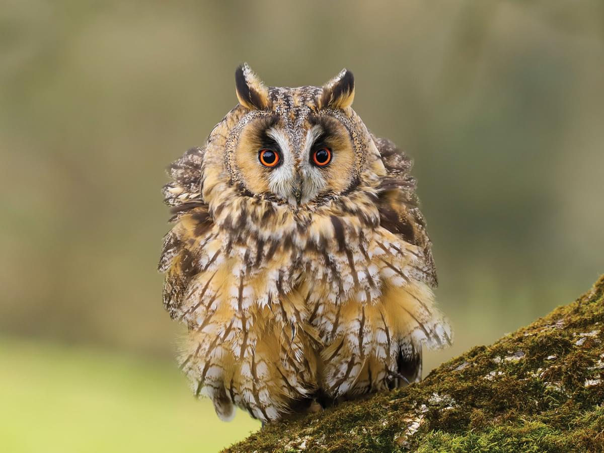 Close up of a Long-eared Owl, taking in the Welsh countryside, UK