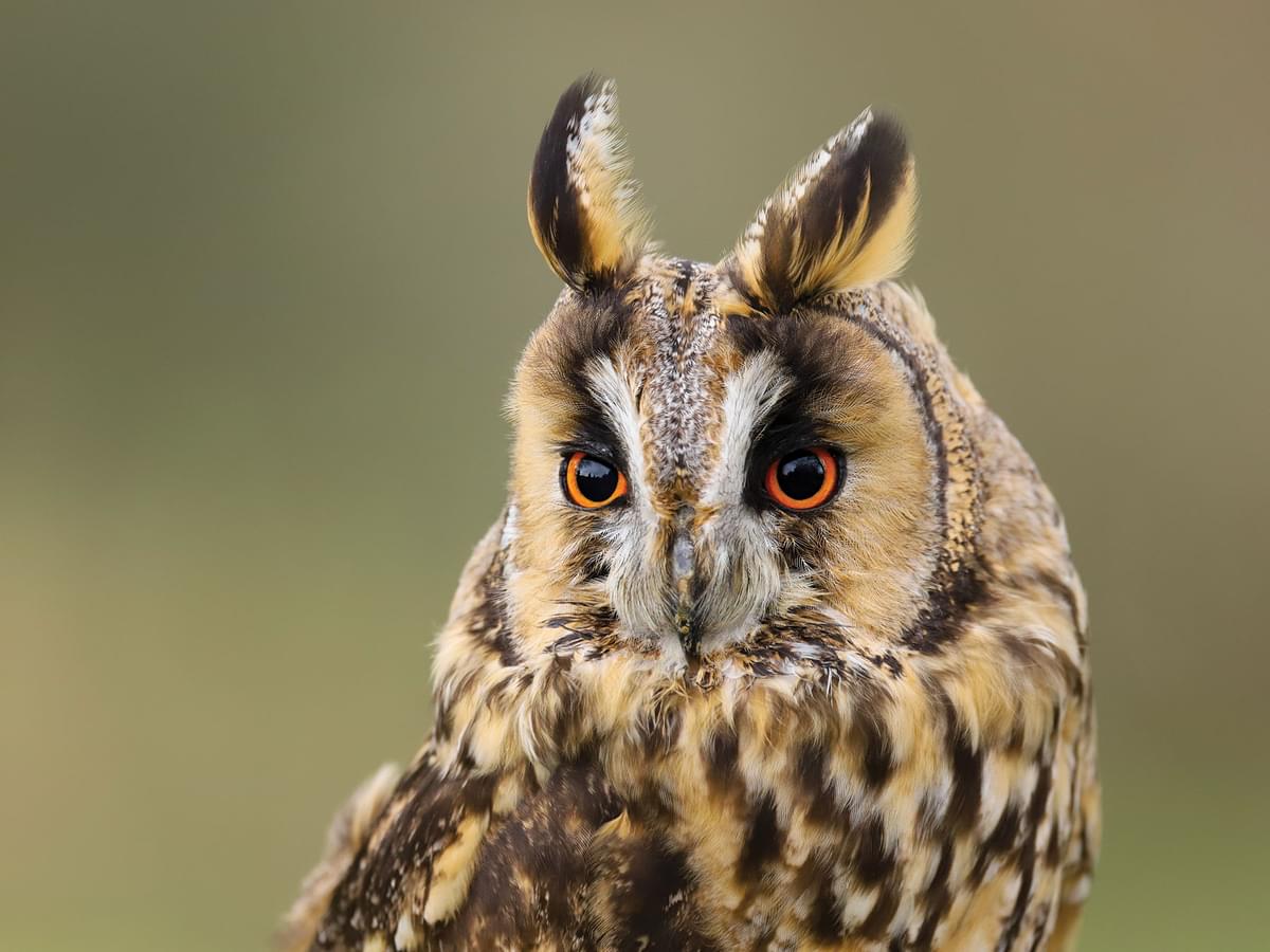Close up portrait of a Long-eared Owl