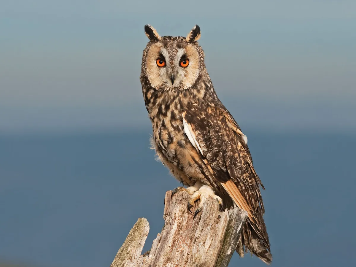 Long-Eared Owl