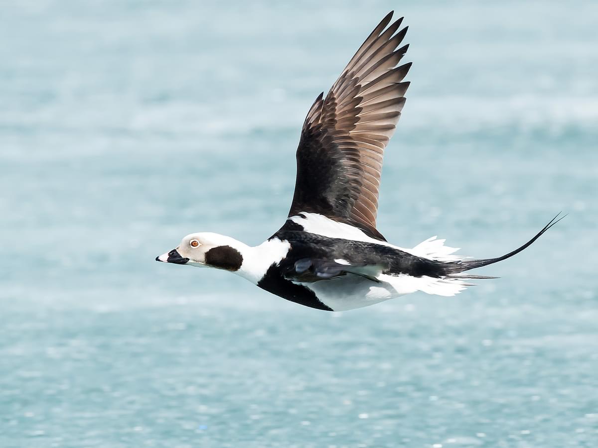 Long-tailed Duck in-flight