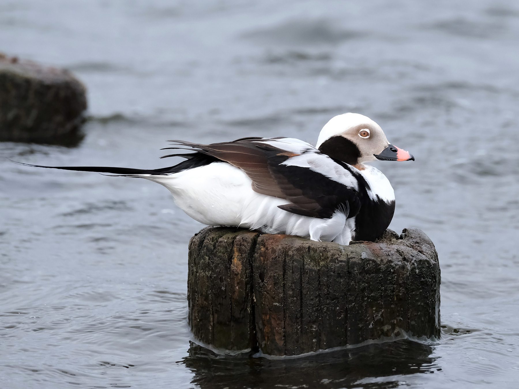 Long-tailed Duck