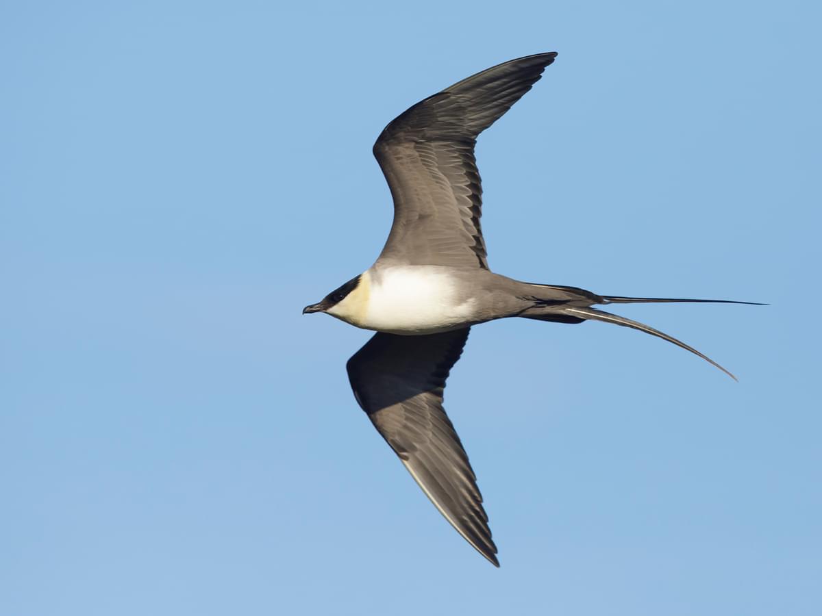 Long-Tailed Jaeger in-flight against blue sky