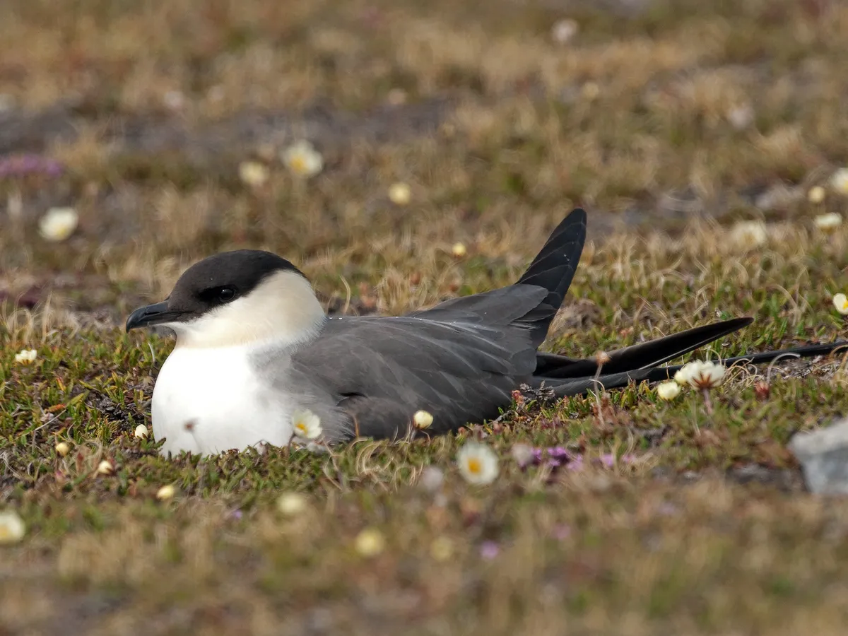 Long-Tailed Jaeger