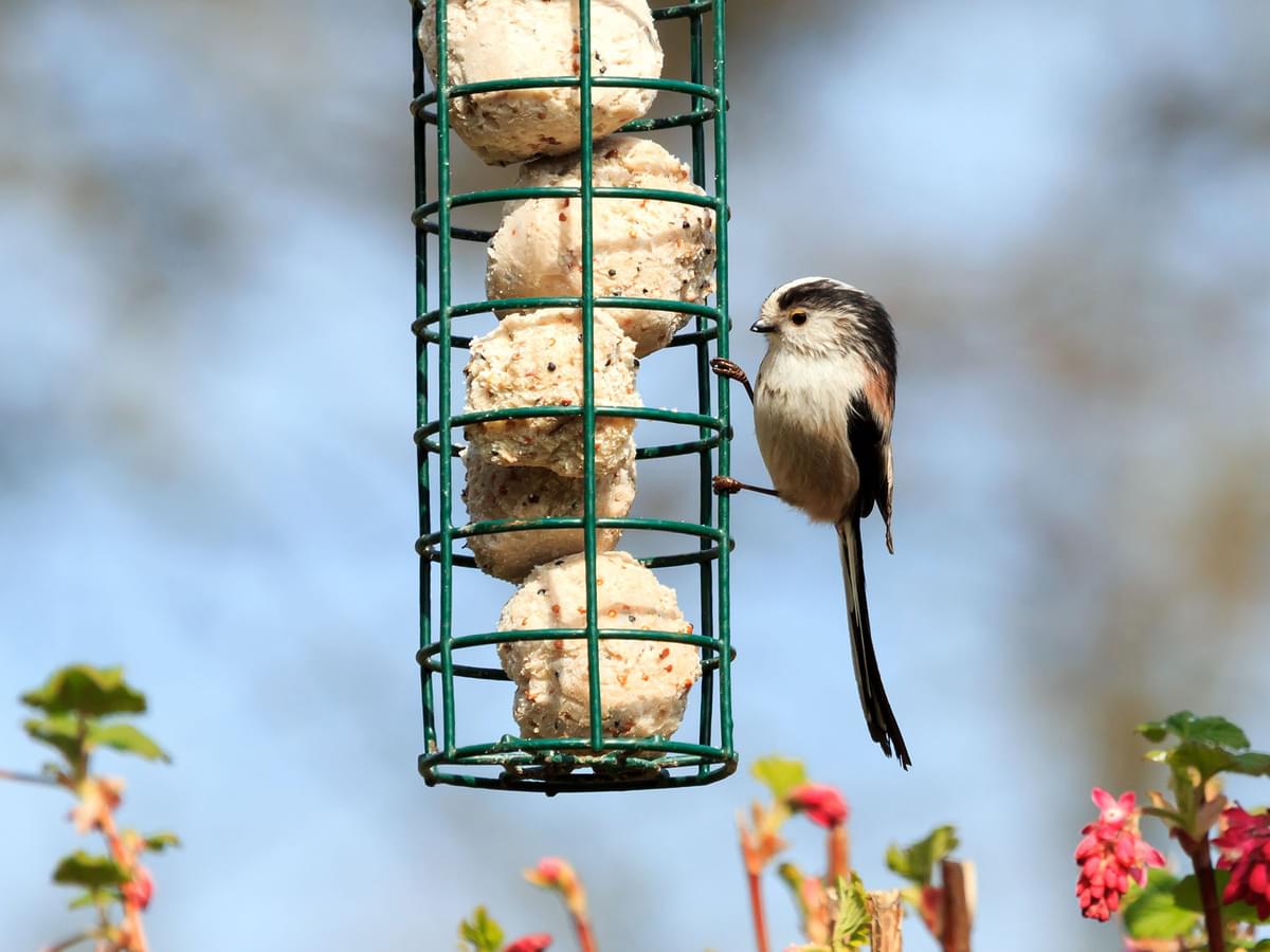 Long-tailed tit eating from a bird feeder