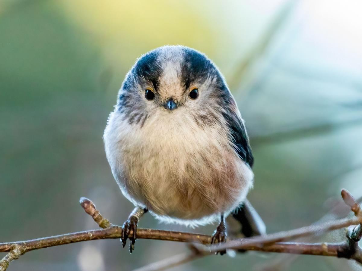 Front view of a Long-tailed tit