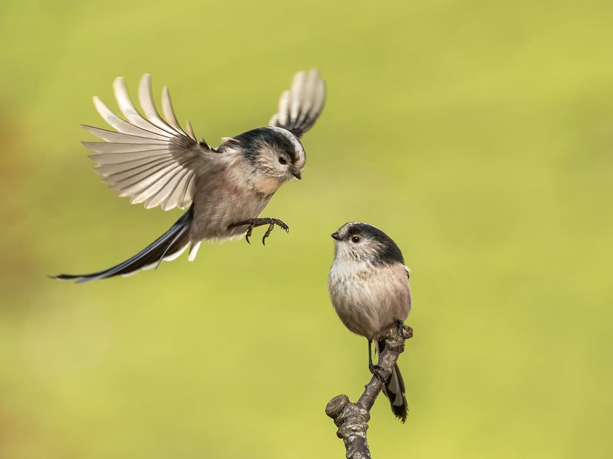 A pair of Long-tailed tits - one in flight, coming in to land