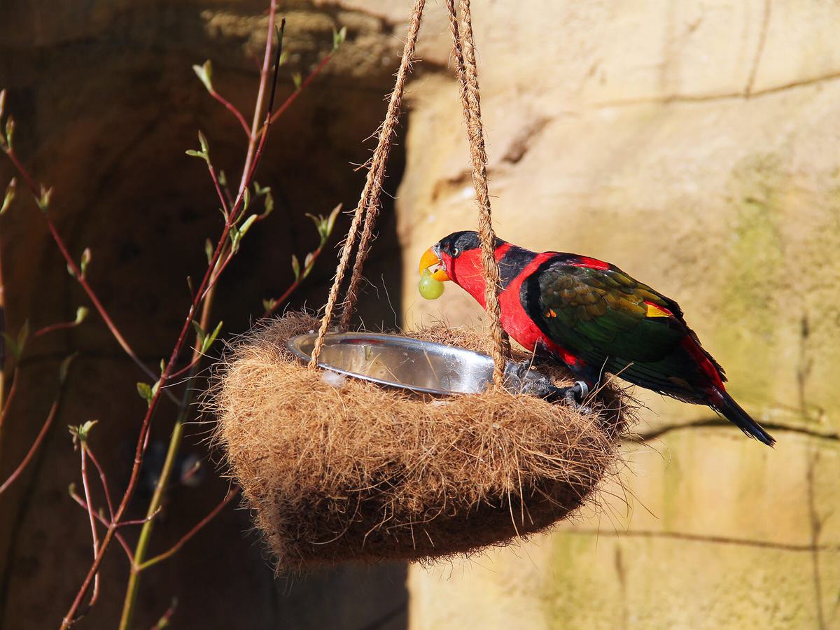 Colorful back-capped lory (Lorius lory) eating grapes on the feeder