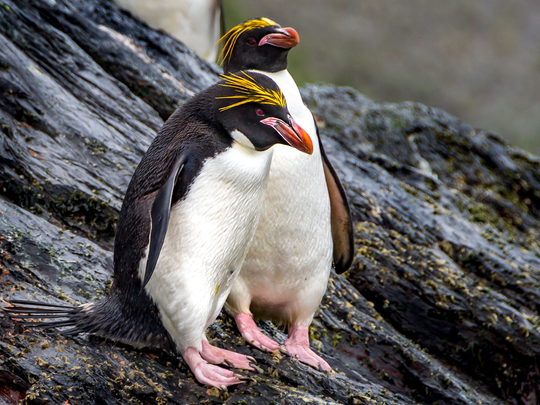 Macaroni Penguin