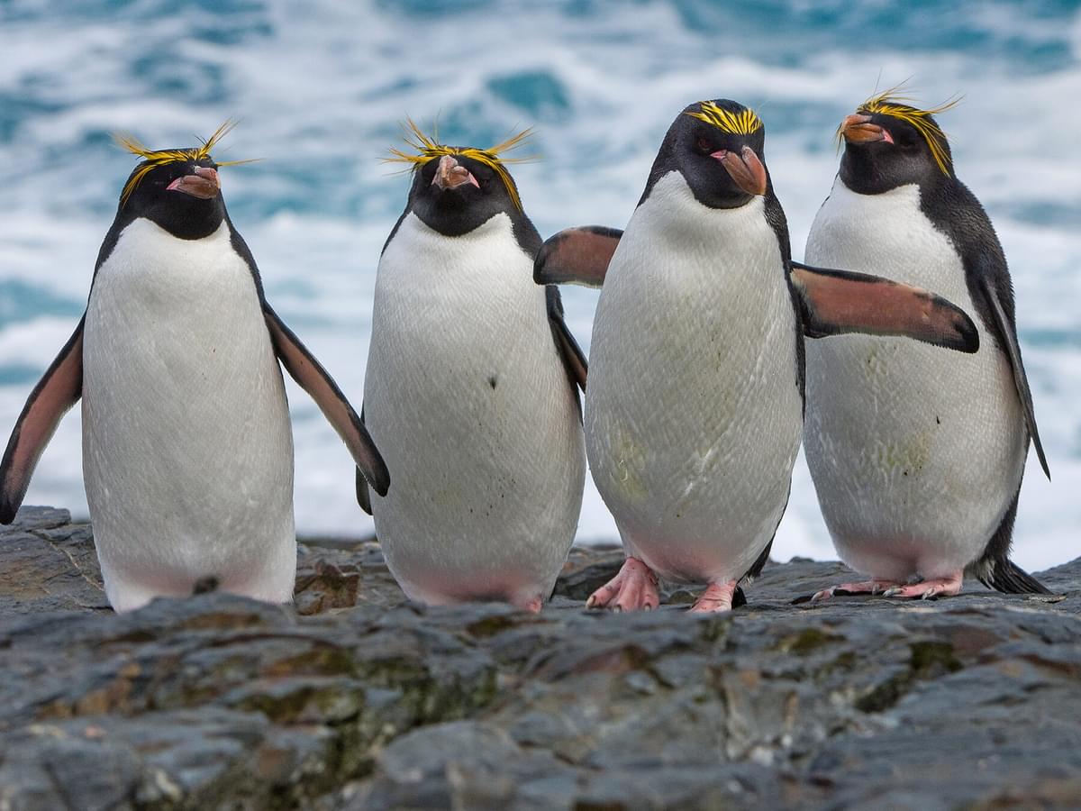 Where Do Penguins Live? (Habitat + Distribution)
