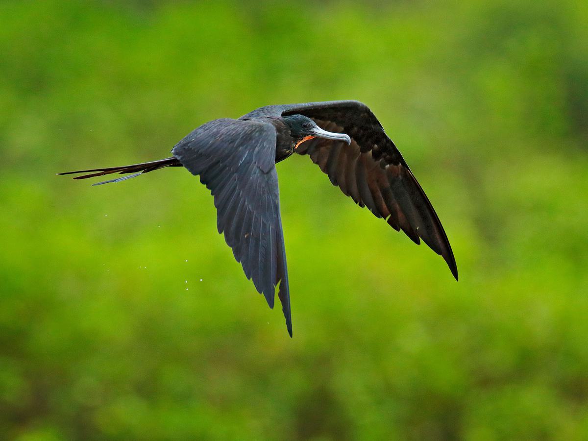 Magnificent Frigatebirds are year-round residents in Florida