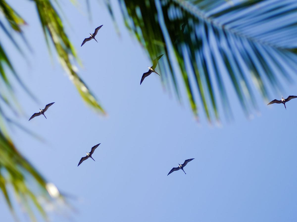 Magnificent Frigatebird flock in flight above Fort Jefferson at Dry Tortugas National Park, Florida