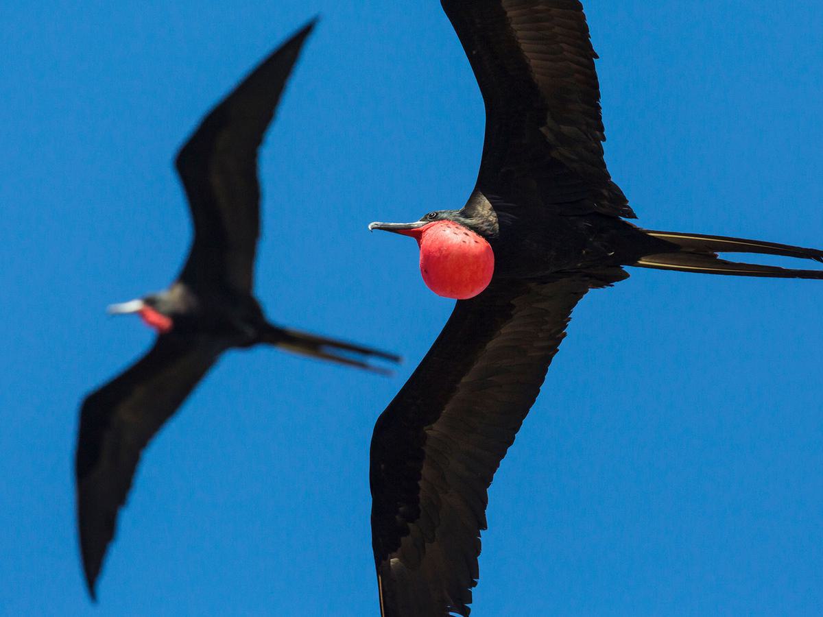 Close up of a pair of Magnificent Frigatebirds in flight