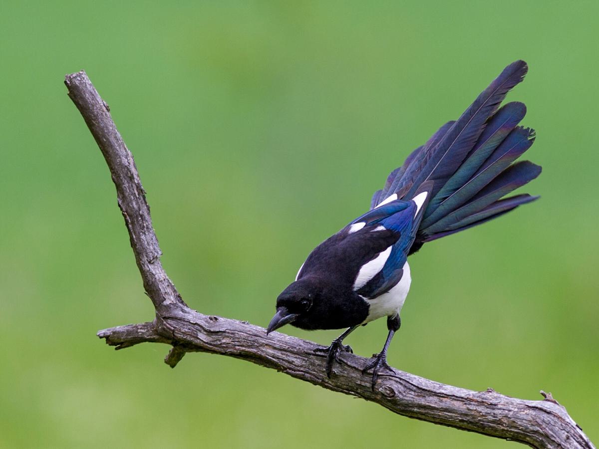 Corvids have a larger brain to body size than most mammals